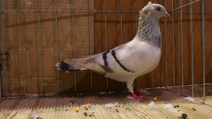  - Timisoara 26-01-2025