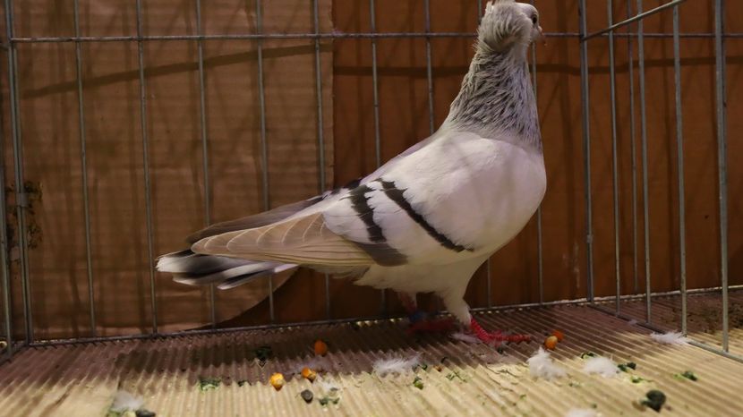  - Timisoara 26-01-2025