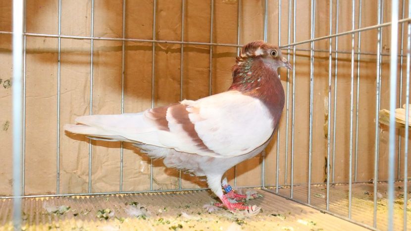  - Timisoara 26-01-2025