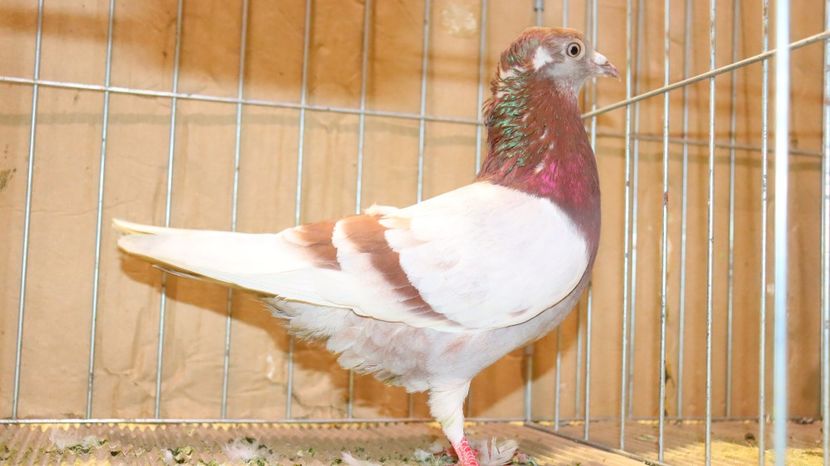  - Timisoara 26-01-2025