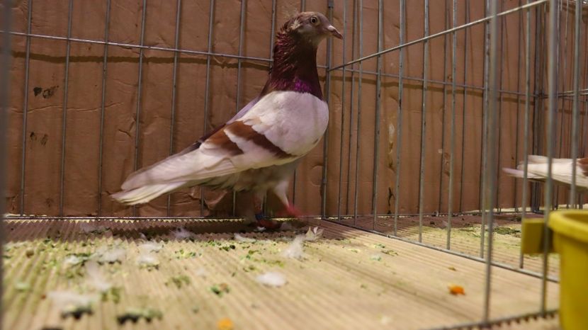  - Timisoara 26-01-2025