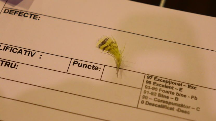  - Timisoara 26-01-2025