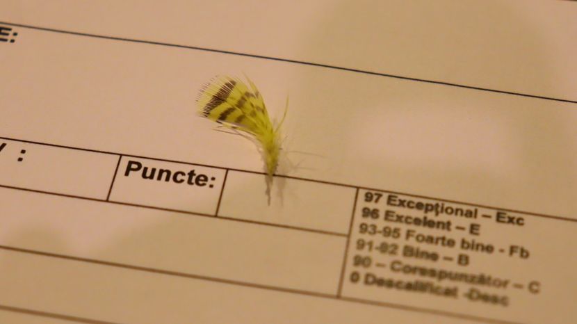  - Timisoara 26-01-2025