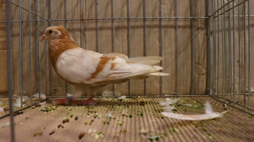  - Timisoara 26-01-2025