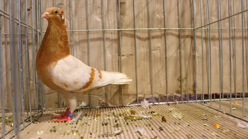  - Timisoara 26-01-2025