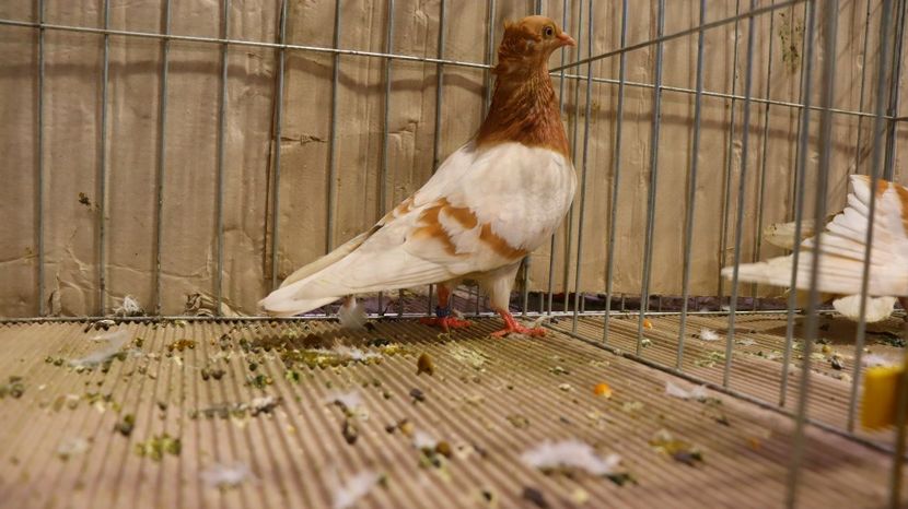  - Timisoara 26-01-2025