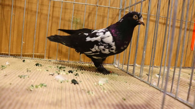  - Timisoara 26-01-2025