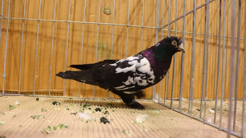  - Timisoara 26-01-2025