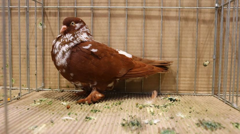  - Timisoara 26-01-2025