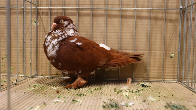  - Timisoara 26-01-2025