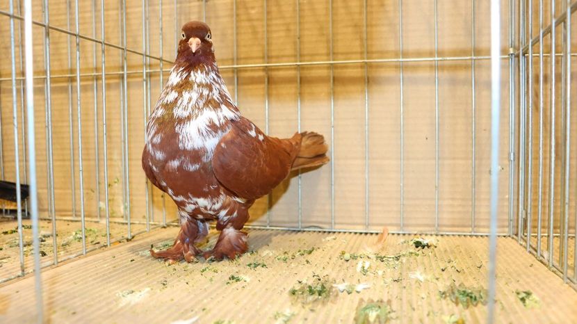  - Timisoara 26-01-2025