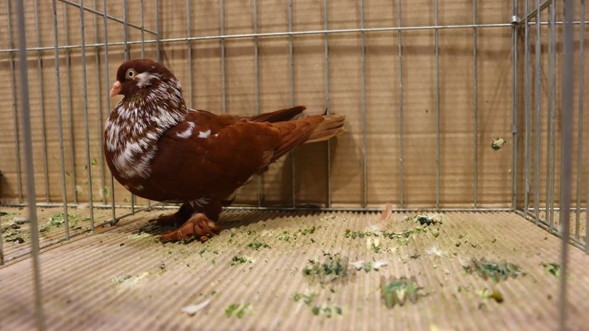  - Timisoara 26-01-2025