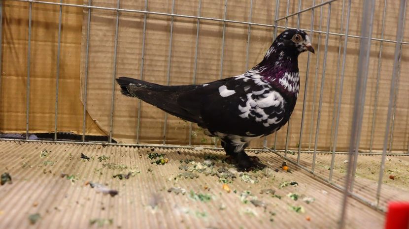  - Timisoara 26-01-2025