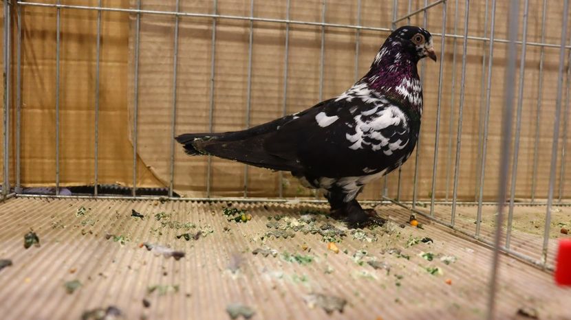  - Timisoara 26-01-2025