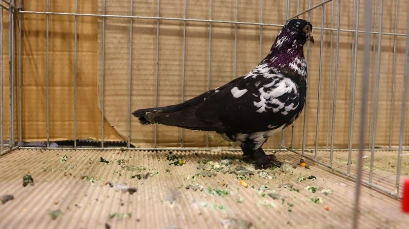  - Timisoara 26-01-2025