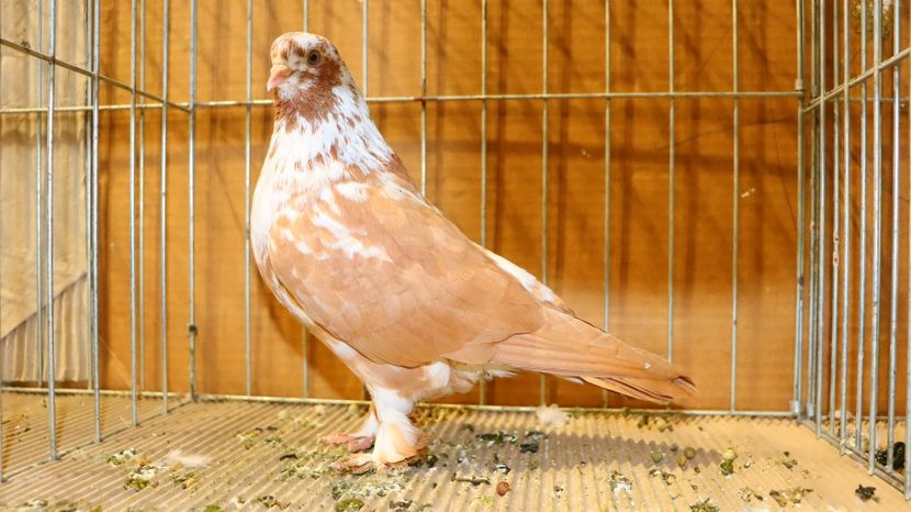  - Timisoara 26-01-2025