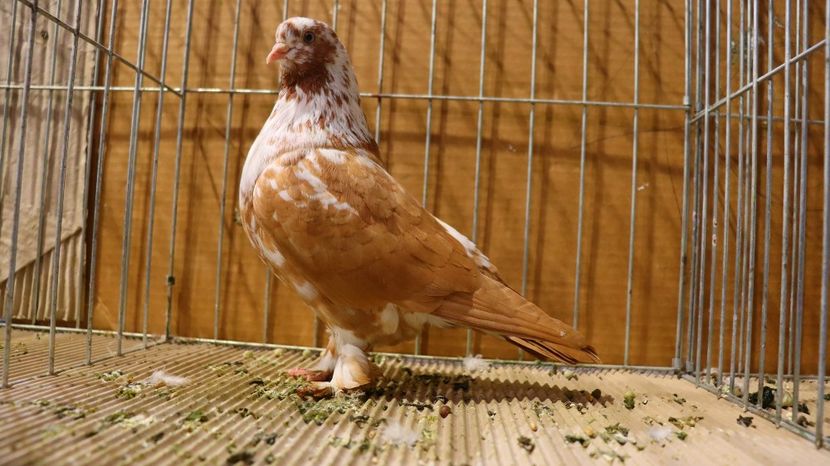  - Timisoara 26-01-2025