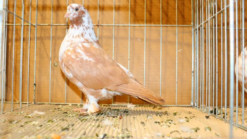  - Timisoara 26-01-2025