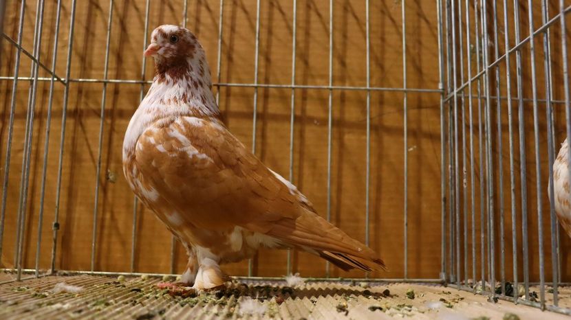  - Timisoara 26-01-2025