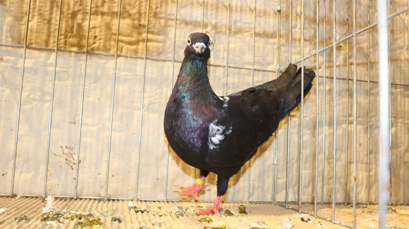  - Timisoara 26-01-2025