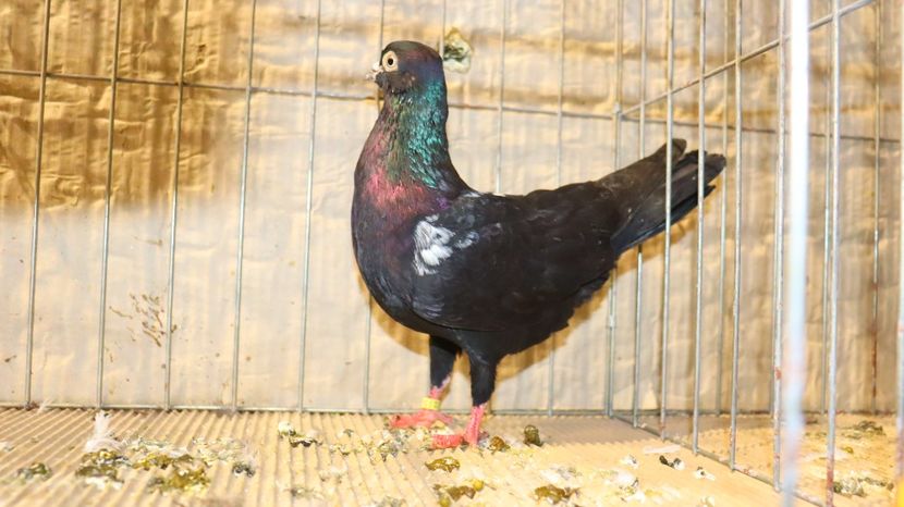  - Timisoara 26-01-2025