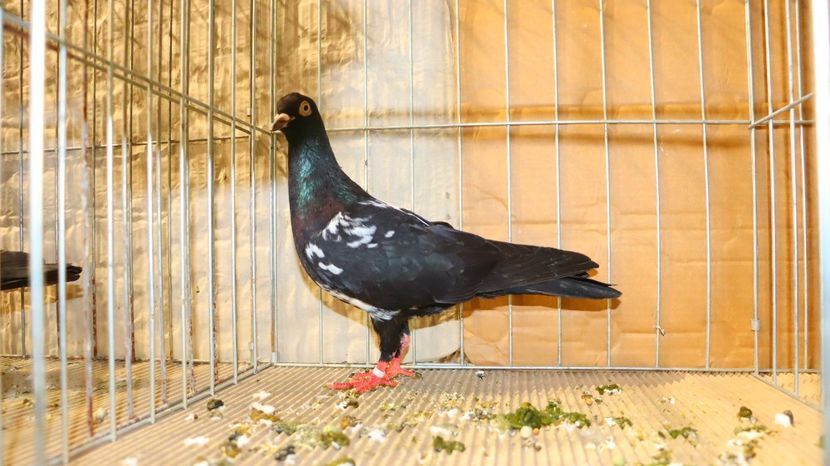  - Timisoara 26-01-2025