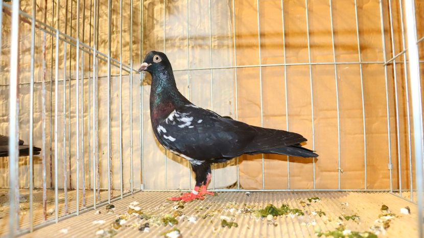  - Timisoara 26-01-2025