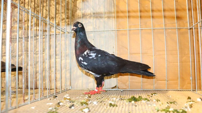  - Timisoara 26-01-2025