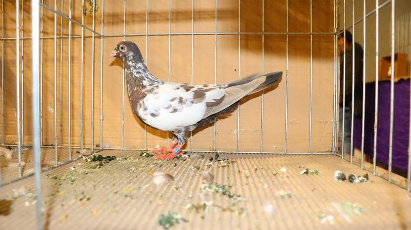  - Timisoara 26-01-2025