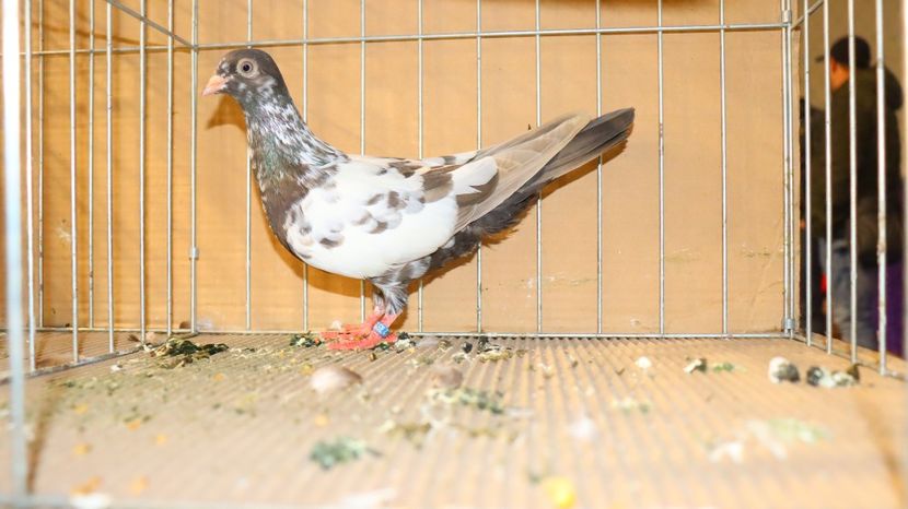  - Timisoara 26-01-2025