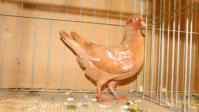  - Timisoara 26-01-2025