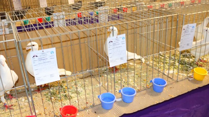  - Timisoara 26-01-2025