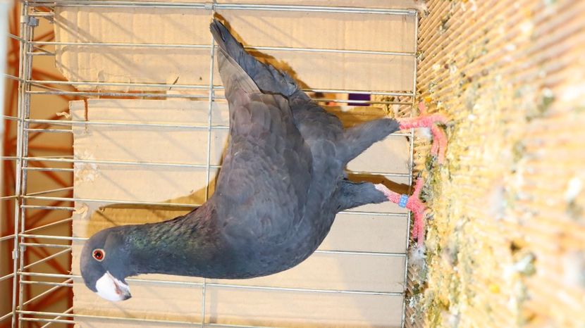  - Timisoara 26-01-2025