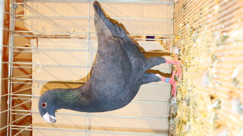  - Timisoara 26-01-2025