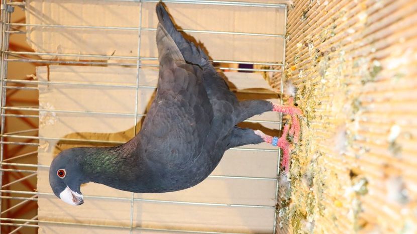  - Timisoara 26-01-2025