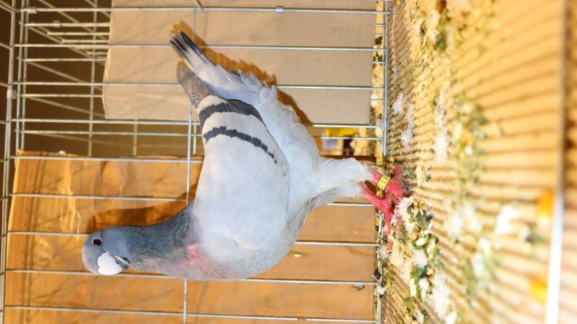  - Timisoara 26-01-2025