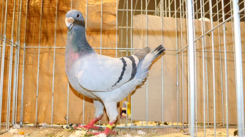  - Timisoara 26-01-2025