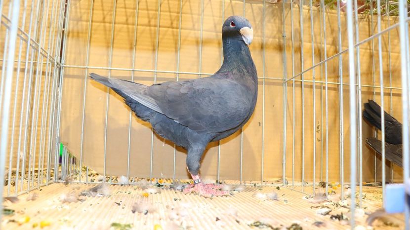  - Timisoara 26-01-2025