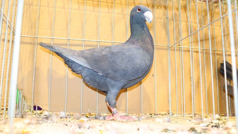  - Timisoara 26-01-2025