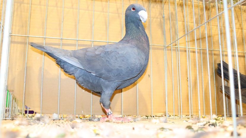  - Timisoara 26-01-2025