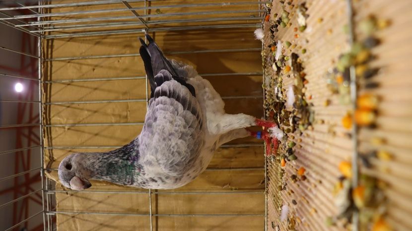  - Timisoara 26-01-2025