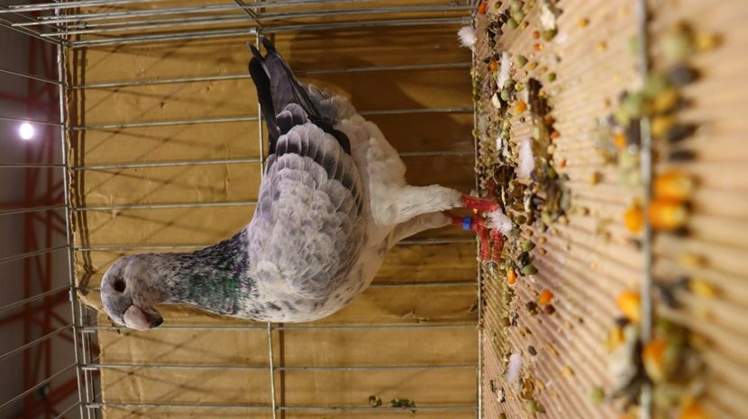  - Timisoara 26-01-2025