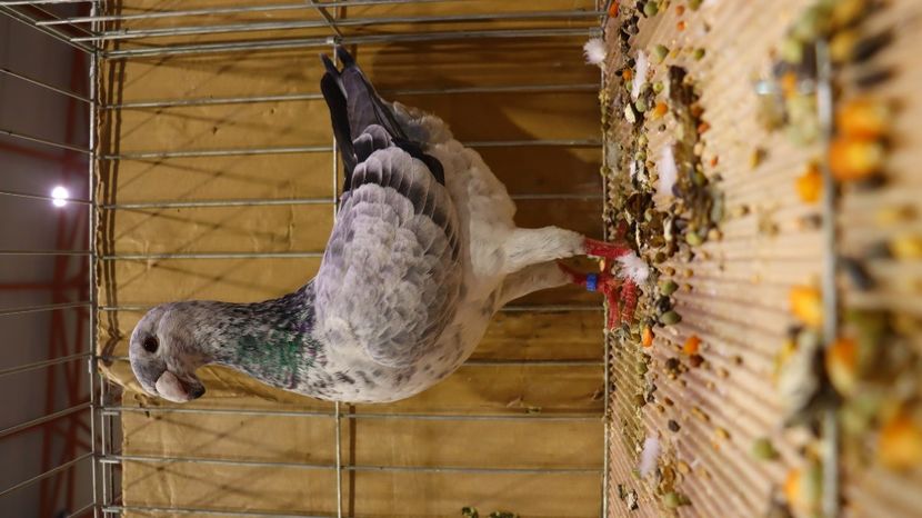  - Timisoara 26-01-2025