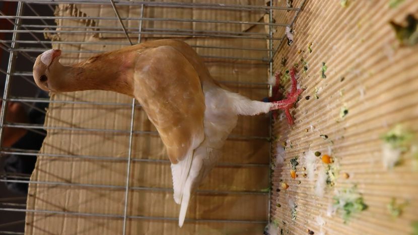  - Timisoara 26-01-2025