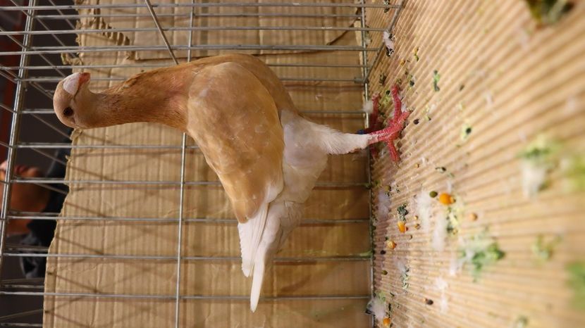  - Timisoara 26-01-2025