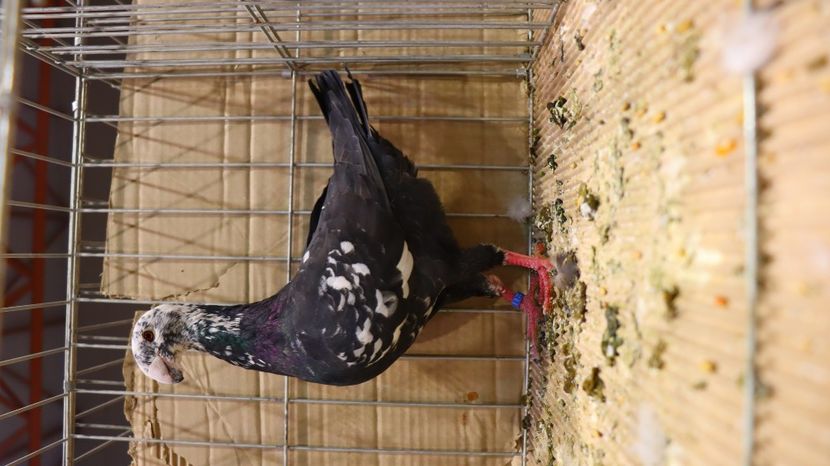  - Timisoara 26-01-2025