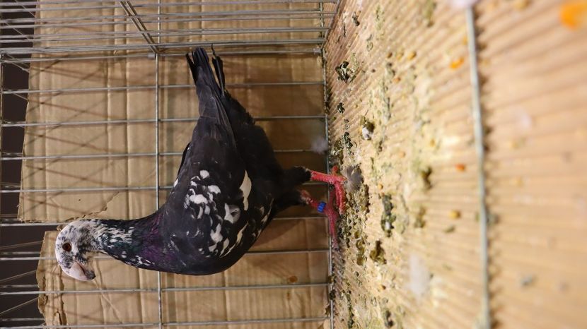  - Timisoara 26-01-2025