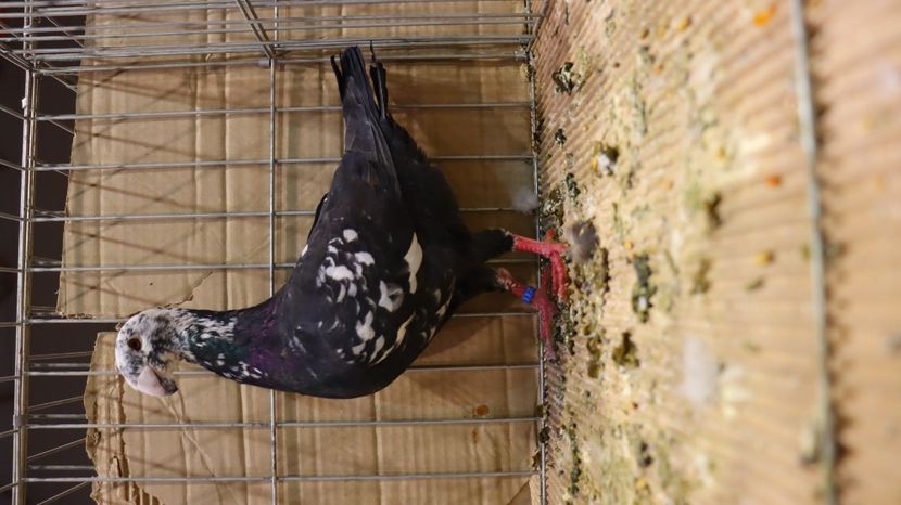  - Timisoara 26-01-2025