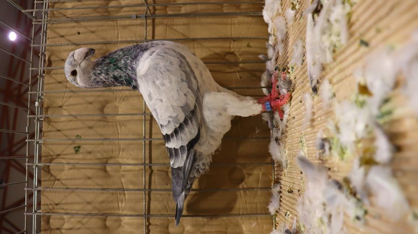  - Timisoara 26-01-2025