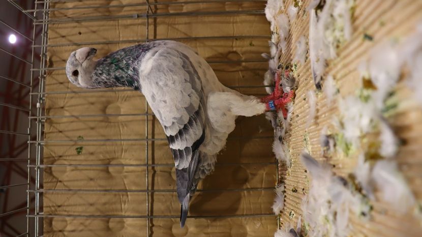  - Timisoara 26-01-2025